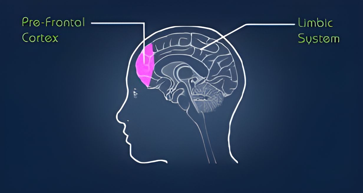 Frontal lobe and limbic system